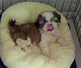 �؂�؂낶���`